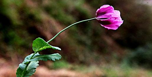 《魔兽世界》将删除游戏中不合适的内容 重获玩家信任